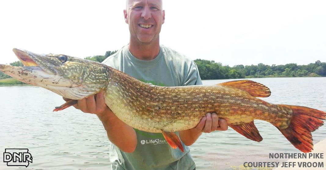 Master Angler Northern Pike, caught by Jeff Vroom | Iowa DNR